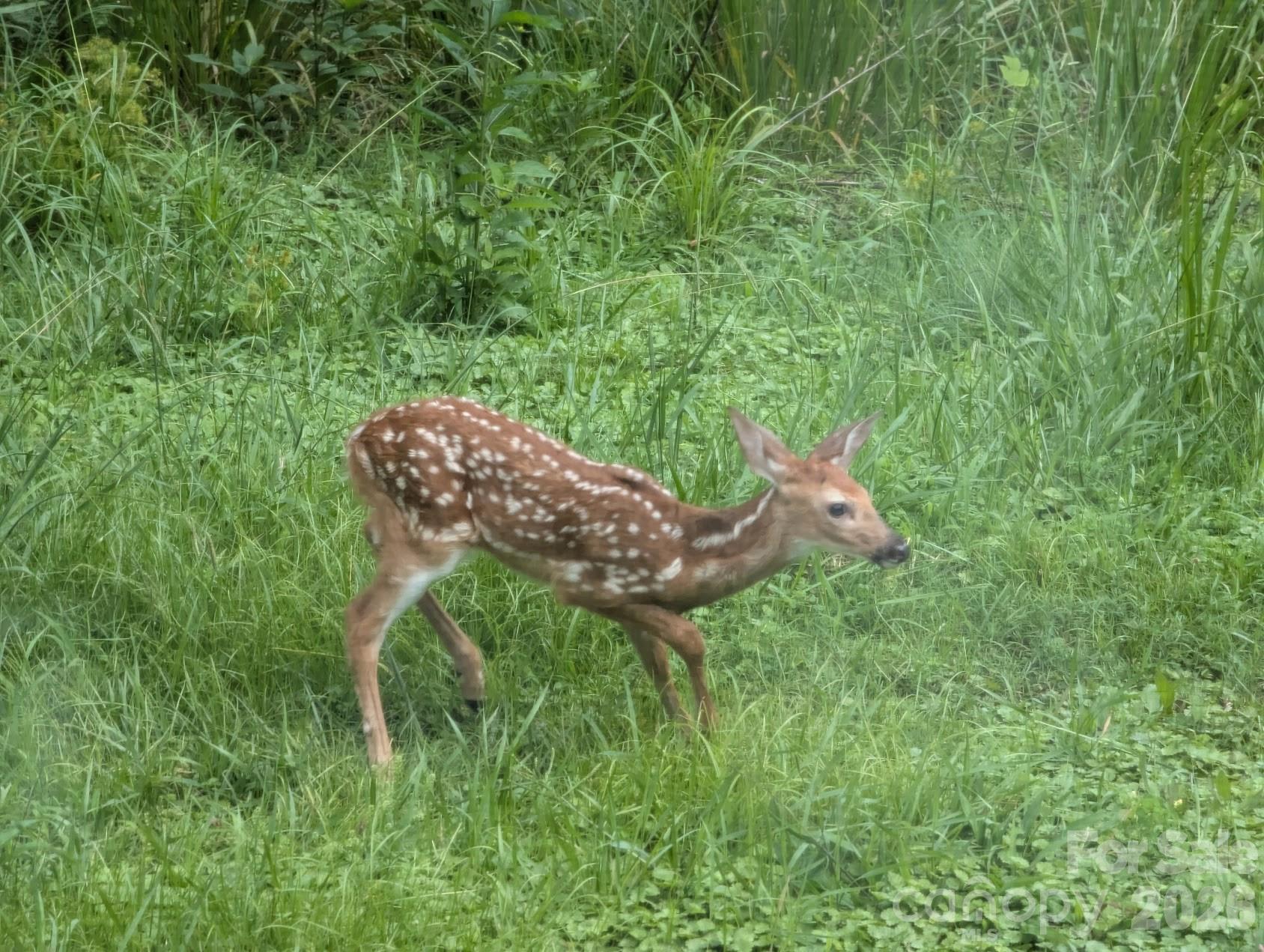 1105 Griffin Branch Road Marshall, NC 28753 - Photo 45 of 48