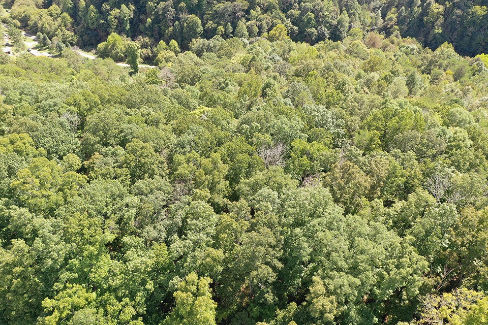 0 Parcel 045.08 Baysinger Road Newport, TN 37821 - Photo 7 of 11