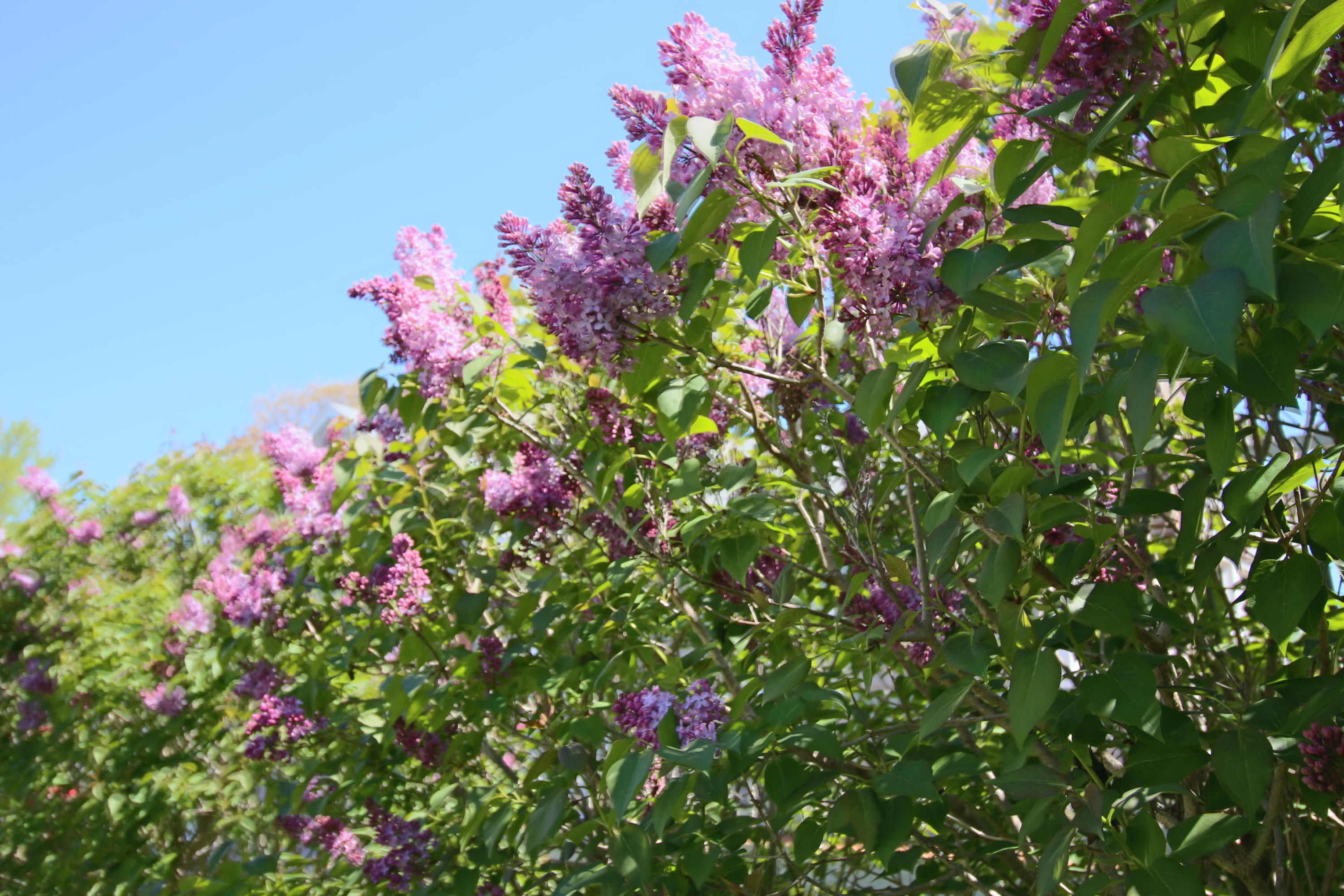 217 New Boston Road Dennis, MA 02638 - Photo 32 of 34 Lilac Border
