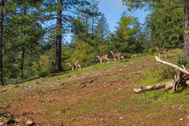 $159,999 | 42 Petersen Ranch Drive, Pine Grove, CA 95665