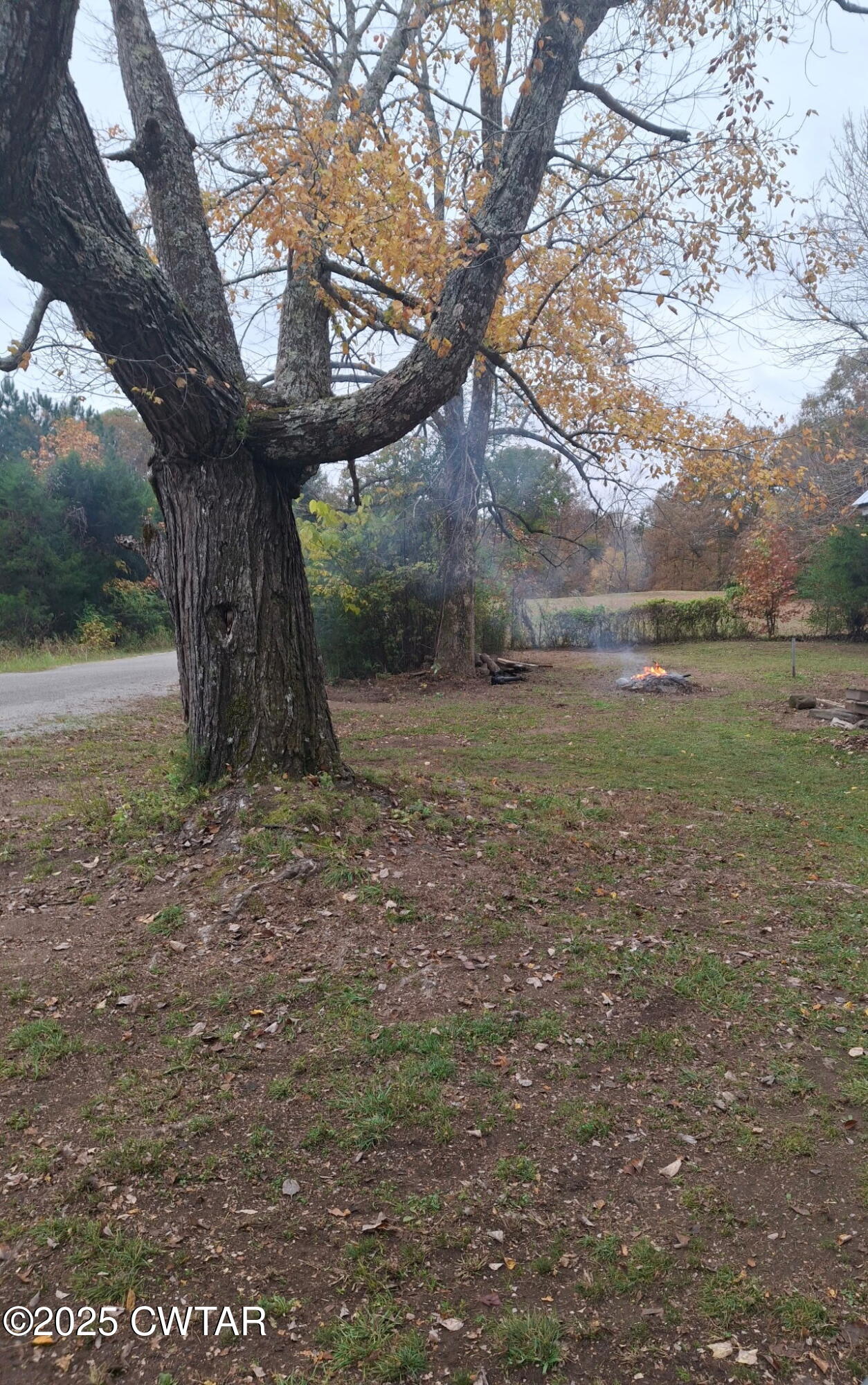 555 Center Point Road South Reagan, TN 38368 - Photo 4 of 17 a view of a yard with a tree