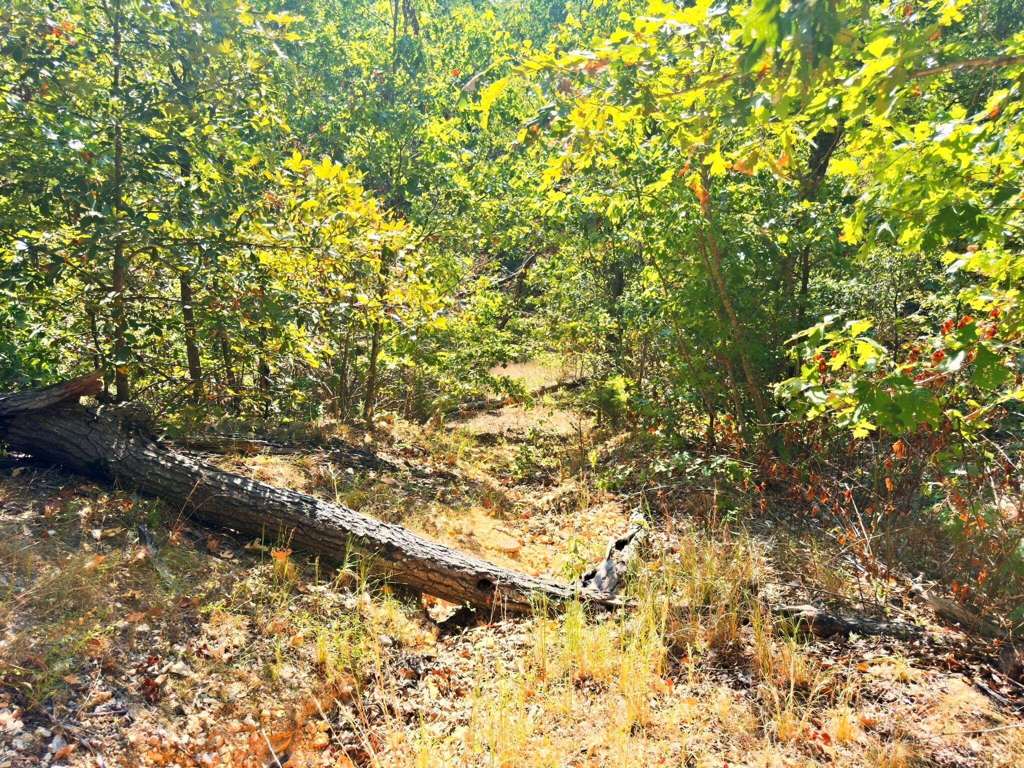 3723 Weaver Road Grovespring, MO 65662 - Photo 28 of 79 India Visser 3723 Weaver (33)