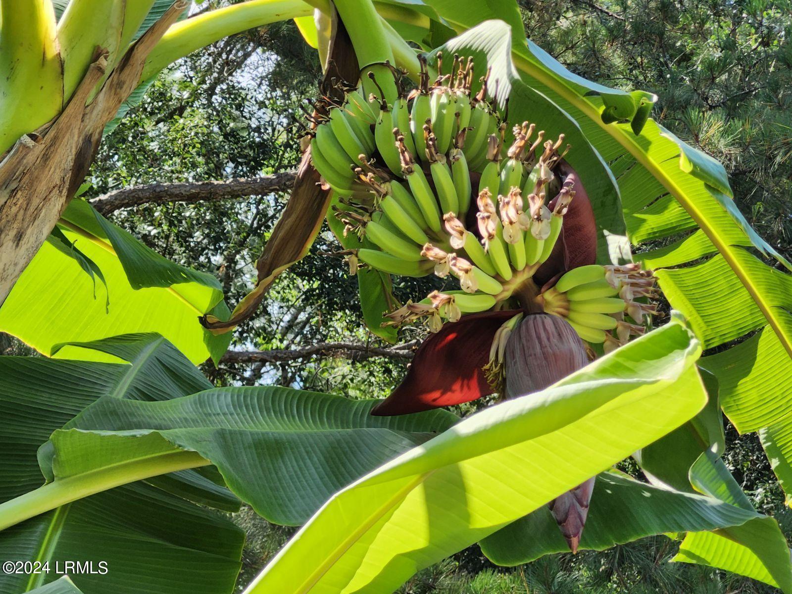 38 Butler Farm Road Seabrook, SC 29940 - Photo 39 of 50 Banana Tree