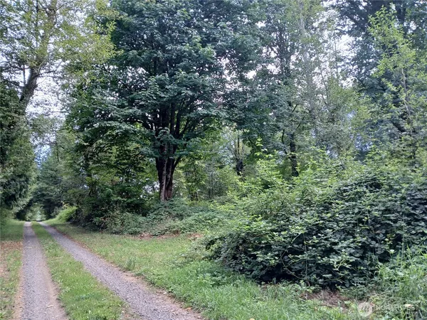 a view of a lush green forest