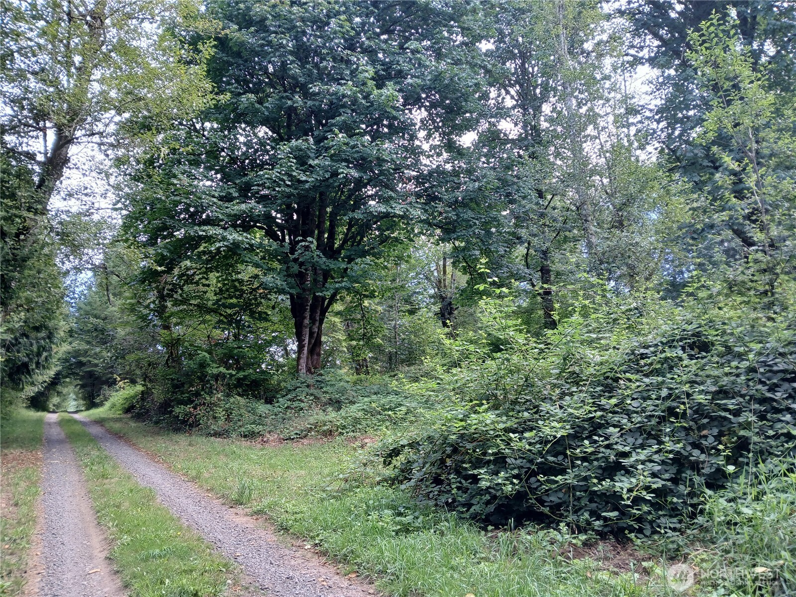 a view of a lush green forest