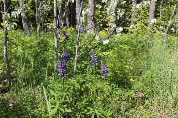 $47,900 | Lot 38 Eagle Run, Bayfield, WI 54814