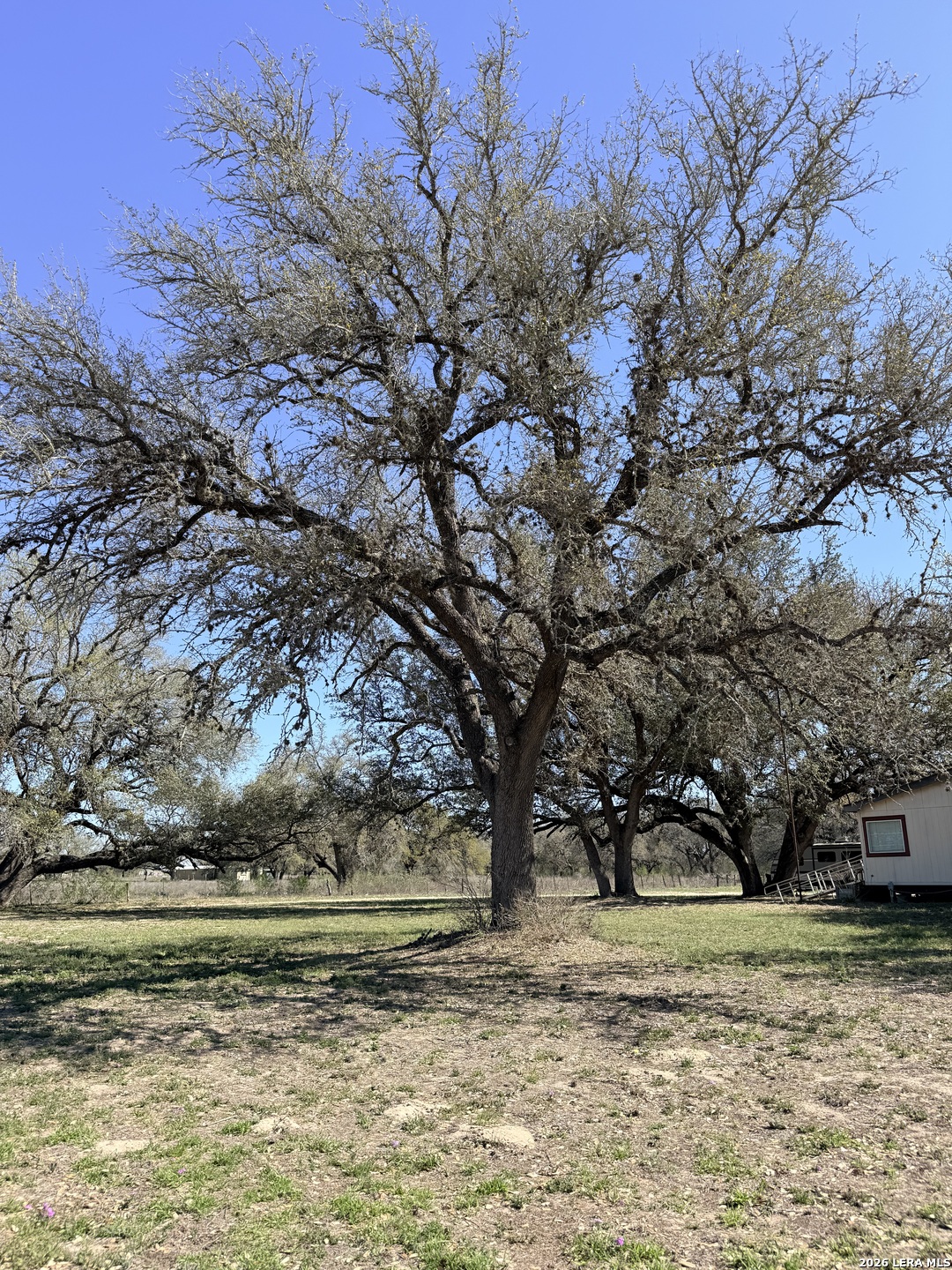 25600 Campbellton Road San Antonio, TX 78264 - Photo 5 of 20 a view of a yard with a tree