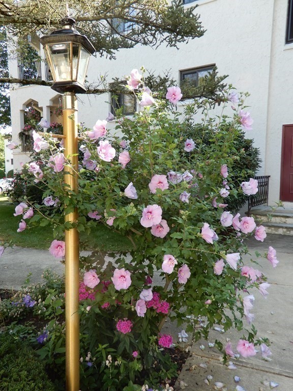 120 Fellsview Road, Unit 124 Stoneham, MA 02180 - Photo 16 of 20 a view of a flower in a yard