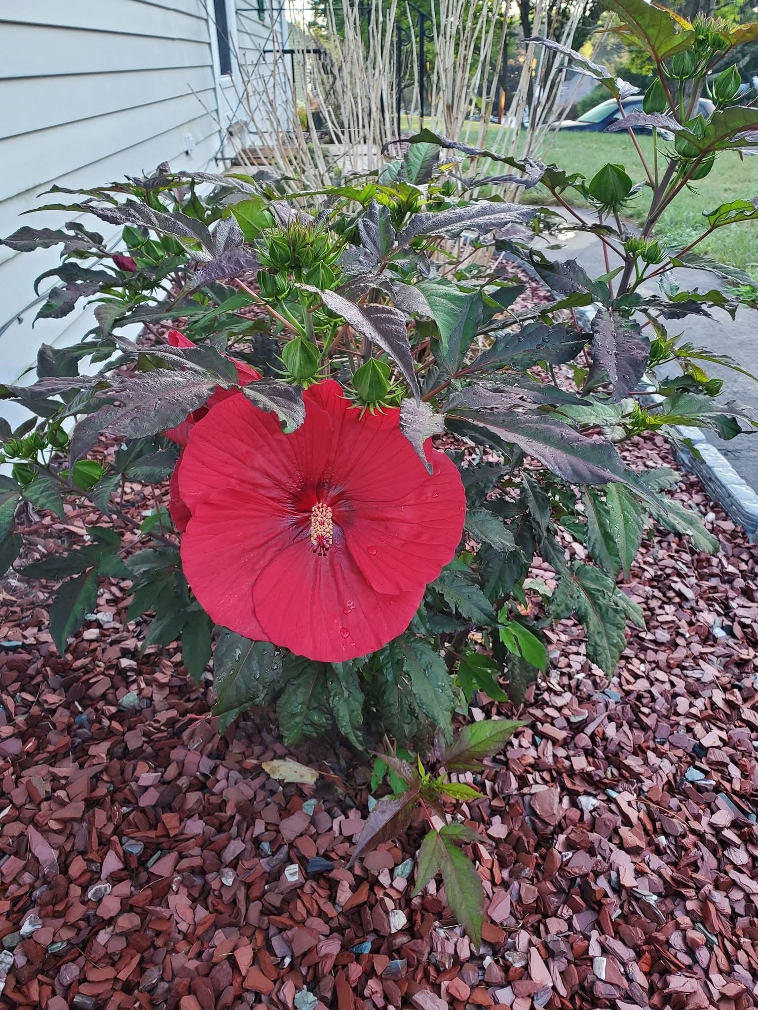 53 Beech Street Milford, NH 03055 - Photo 49 of 50