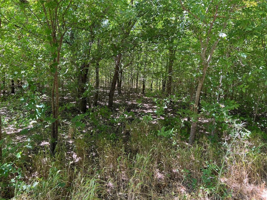 0 Bethel Cannon & Pilot Grove Road Whitewright, TX 75491 - Photo 4 of 9 a view of a lush green forest