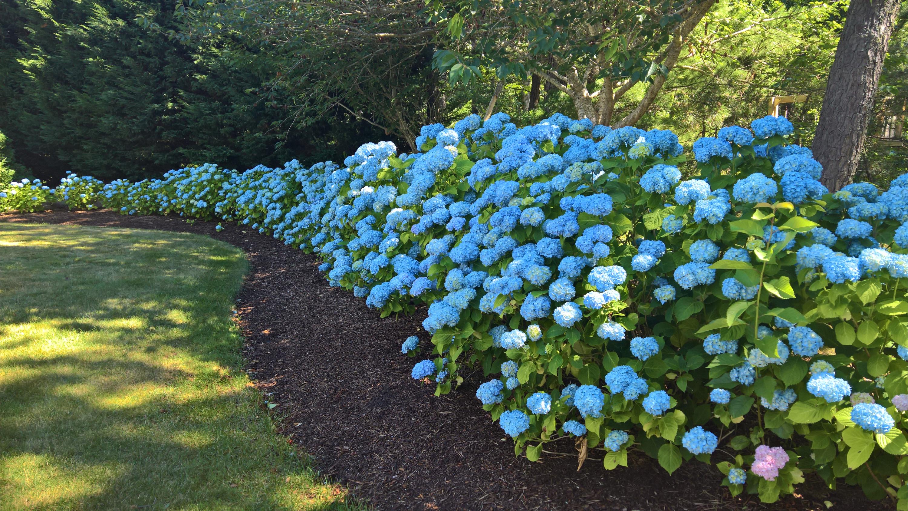 16 Thayer Lane Orleans, MA 02653 - Photo 25 of 35 a picture of flowers