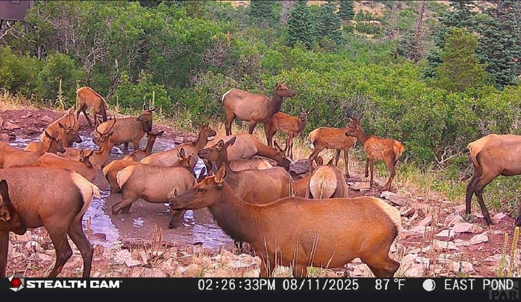 2004 Bear Springs Road Walsenburg, CO 81089 - Photo 23 of 68