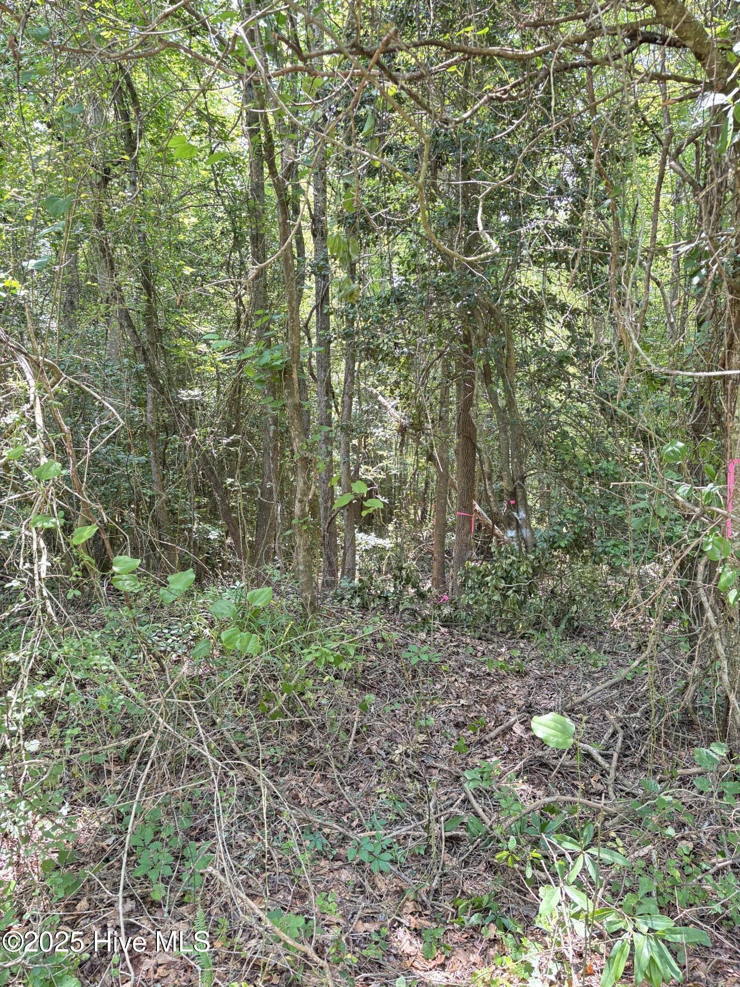 Lot 23 Buckhorn Church Road Como, NC 27818 - Photo 2 of 8 IMG_2806