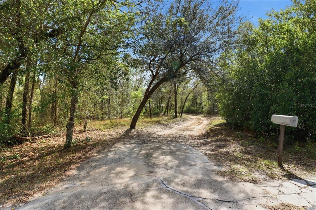 4950 West Mockingbird Street Homosassa, FL 34446 - Photo 45 of 47 a view of a forest with trees