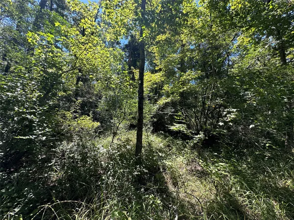a view of a tree in a yard