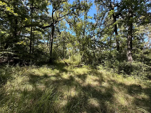 a view of a tree with a tree