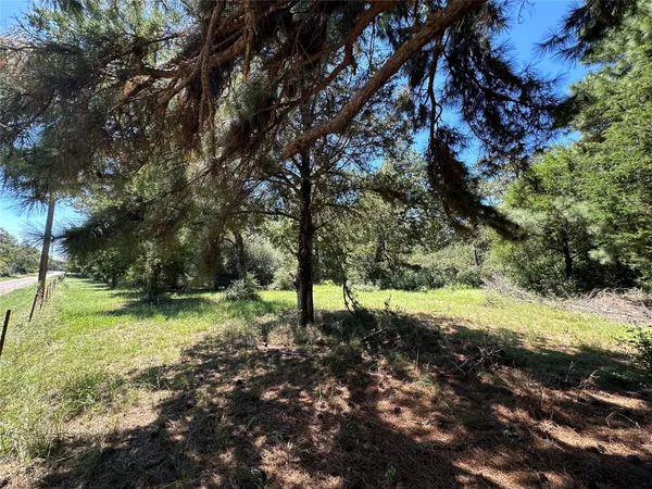 a view of a tree in a yard