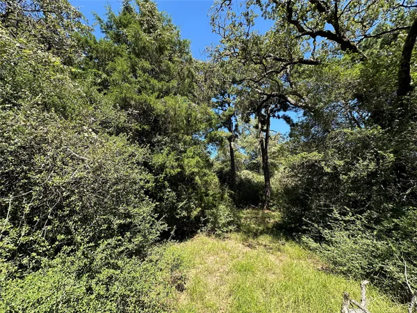 a view of a yard with plants and tree