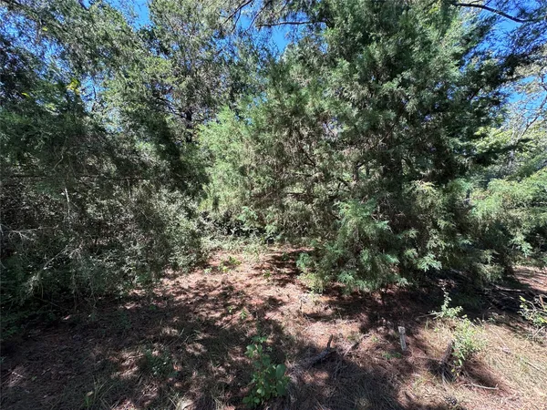 a view of a forest with a tree