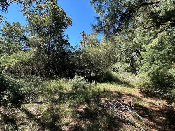 a view of a lush green forest with lots of trees