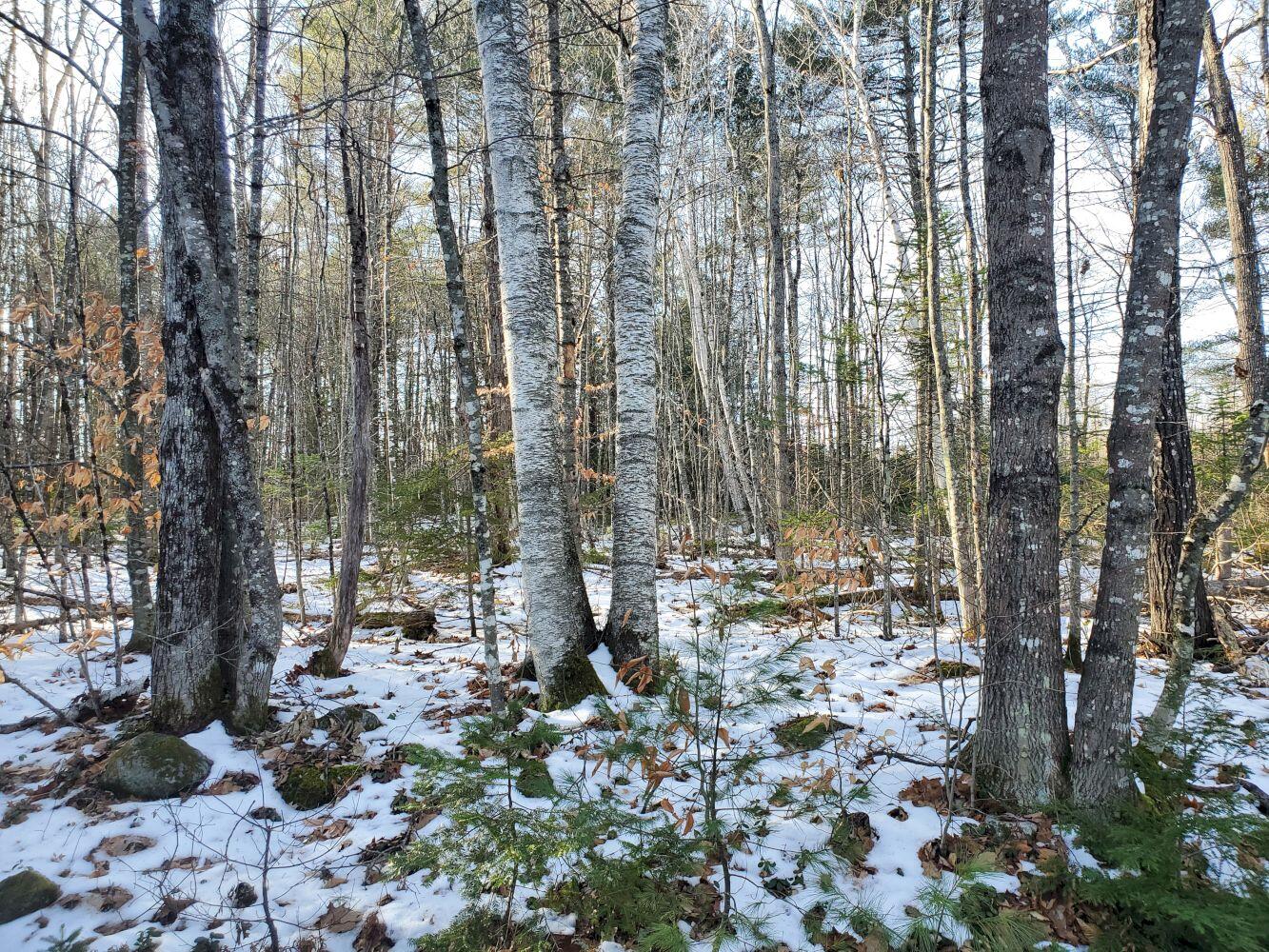 M1-l14 Wentworth Road Embden, ME 04958 - Photo 7 of 13 20221129_131347