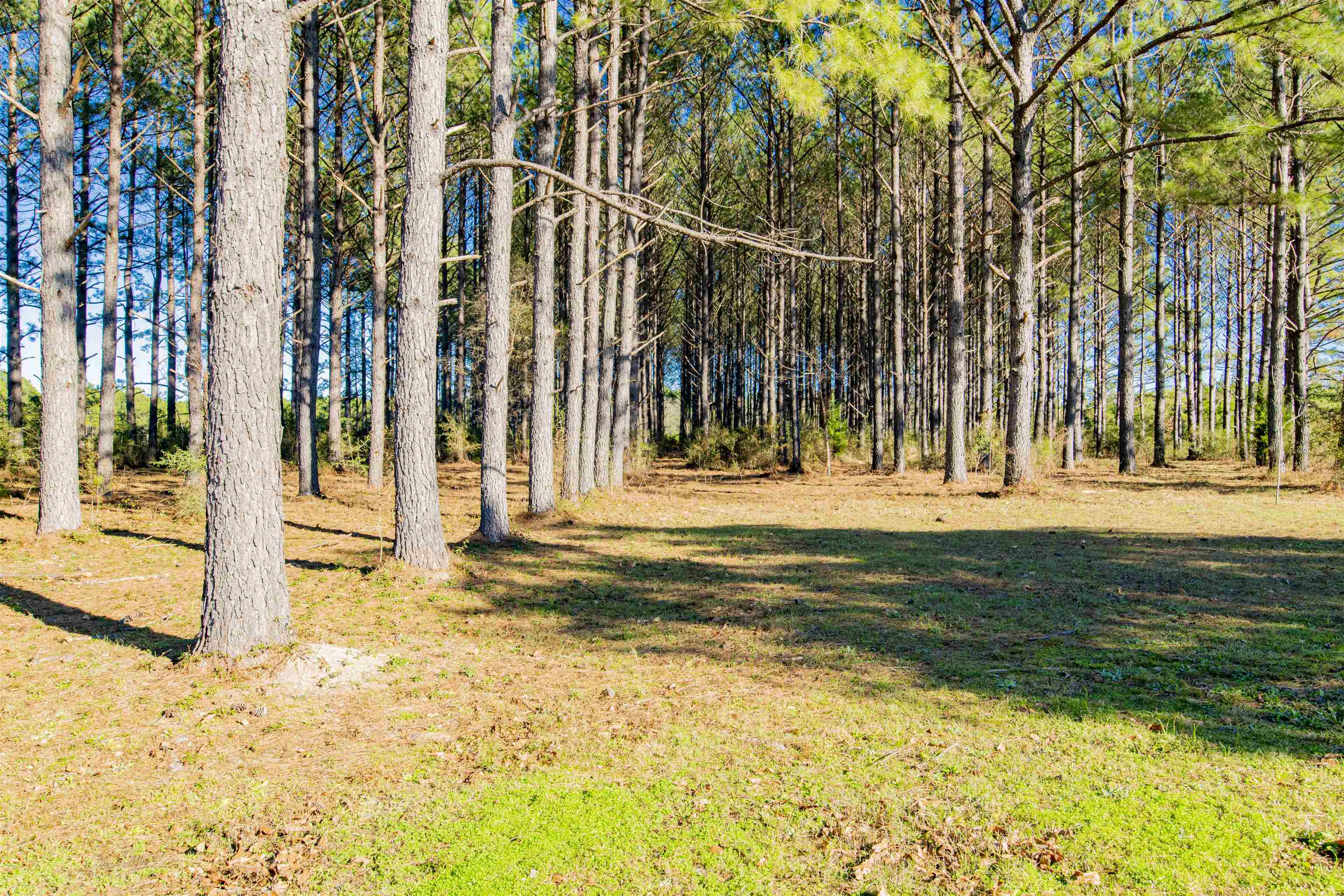 14500 Melvin Johnson Road Stapleton, AL 36578 - Photo 8 of 24