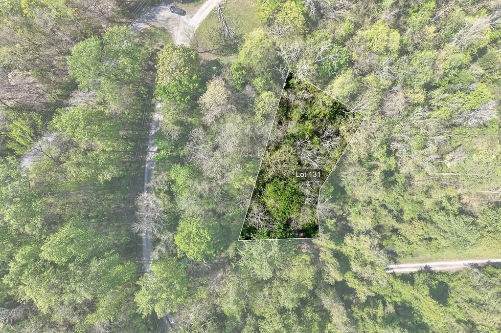 588 Austin Bottom Road Baxter, TN 38544 - Photo 1 of 15 a view of a forest with a tree