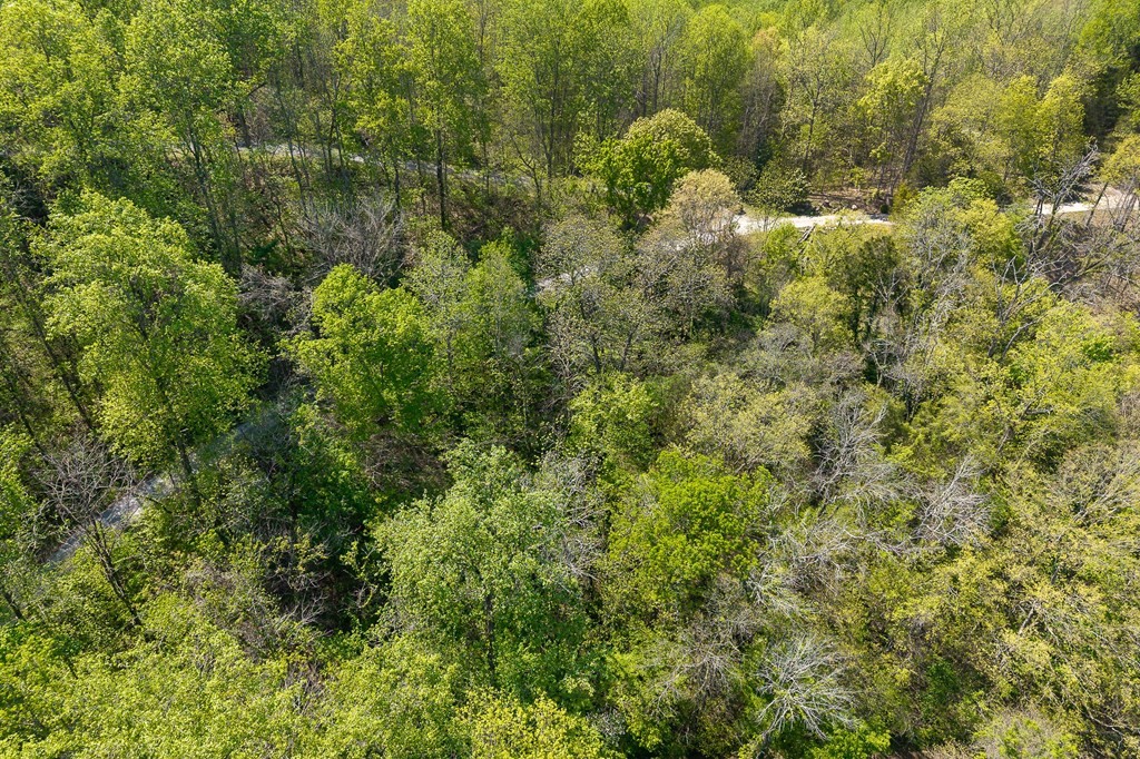 588 Austin Bottom Road Baxter, TN 38544 - Photo 5 of 15 a view of a house with a lush green forest