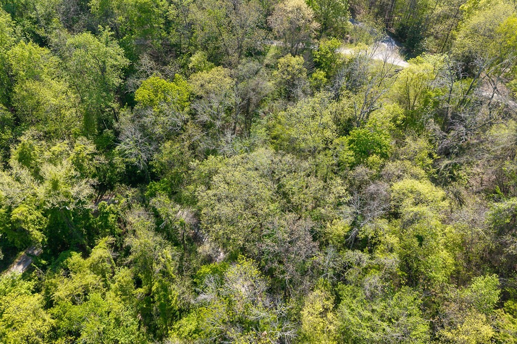 588 Austin Bottom Road Baxter, TN 38544 - Photo 9 of 15 a view of a lush green forest