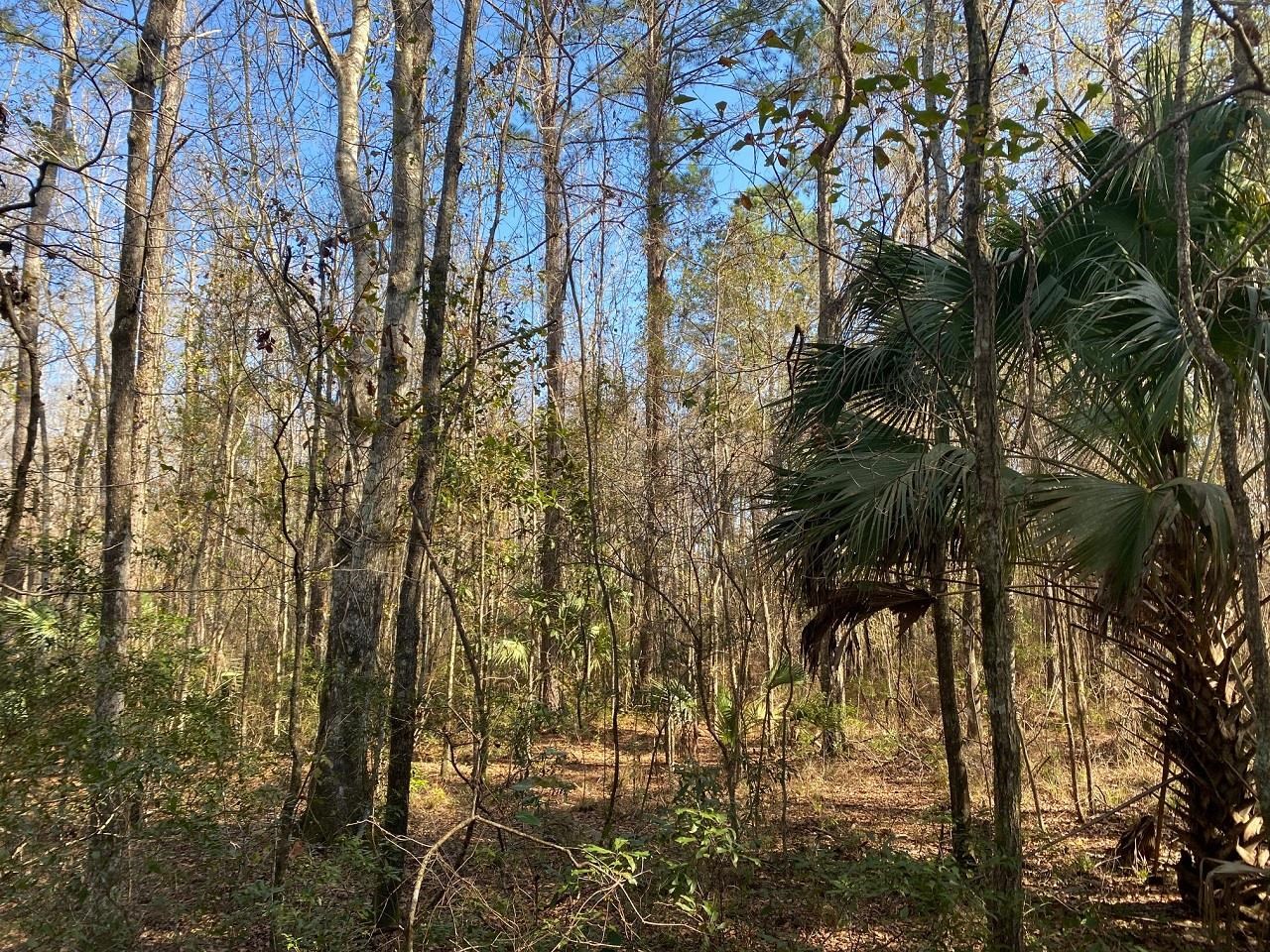 Vacant East Pinhook Road Monticello, FL 32344 - Photo 6 of 10 Gallery Image 6
