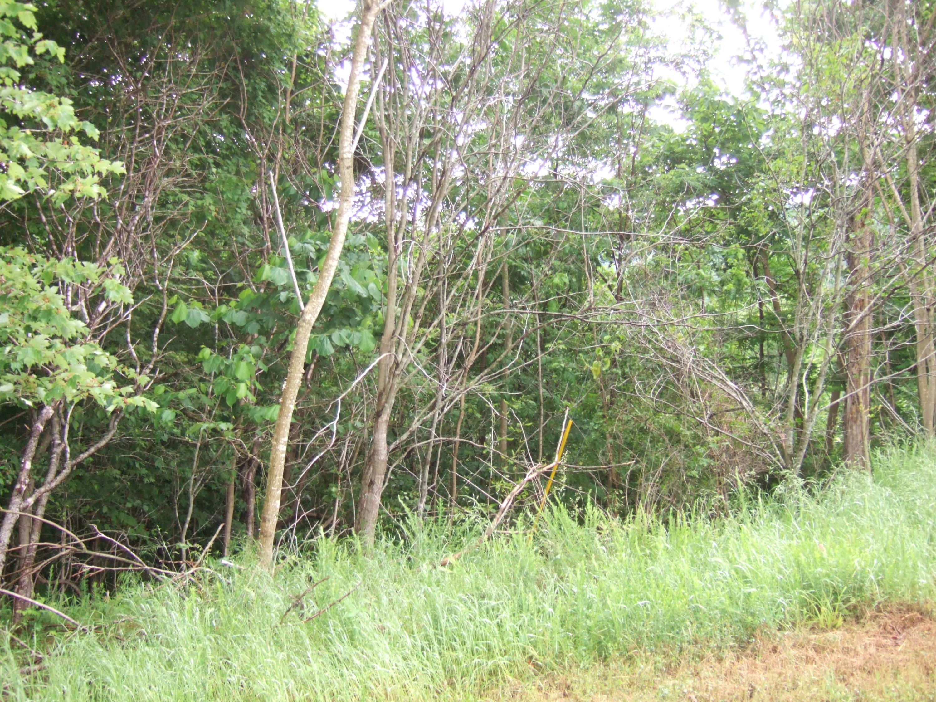 Lot 320 Shoreside Road New Tazewell, TN 37825 - Photo 2 of 4 DSCF7231