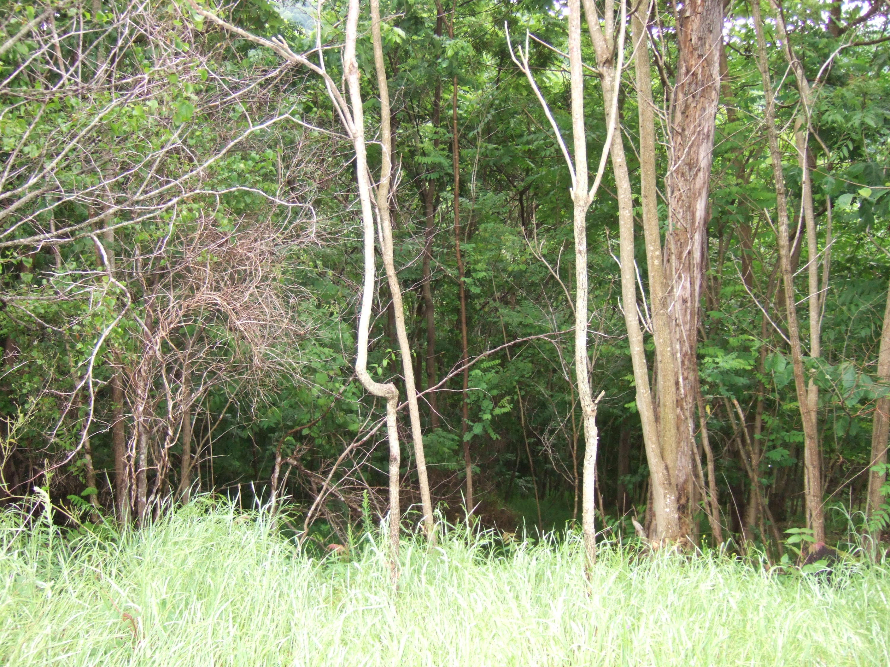 Lot 320 Shoreside Road New Tazewell, TN 37825 - Photo 3 of 4 DSCF7229