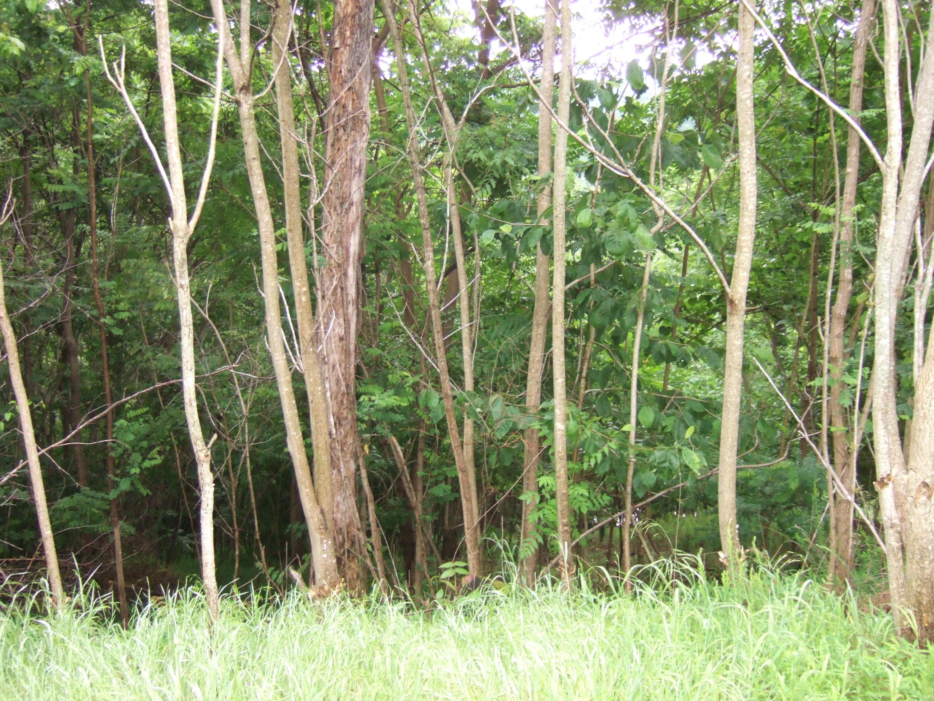 Lot 320 Shoreside Road New Tazewell, TN 37825 - Photo 4 of 4 DSCF7230