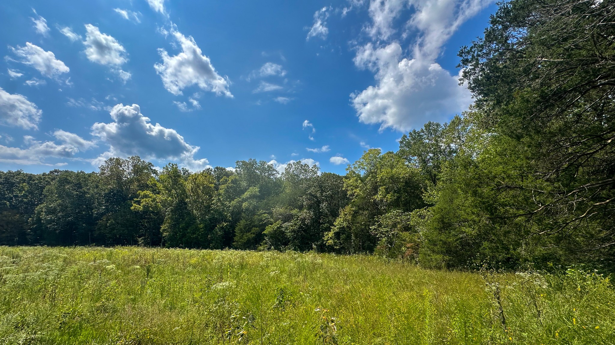 0 Jeanette Holladay Road Parsons, TN 38363 - Photo 17 of 64 a view of a green yard