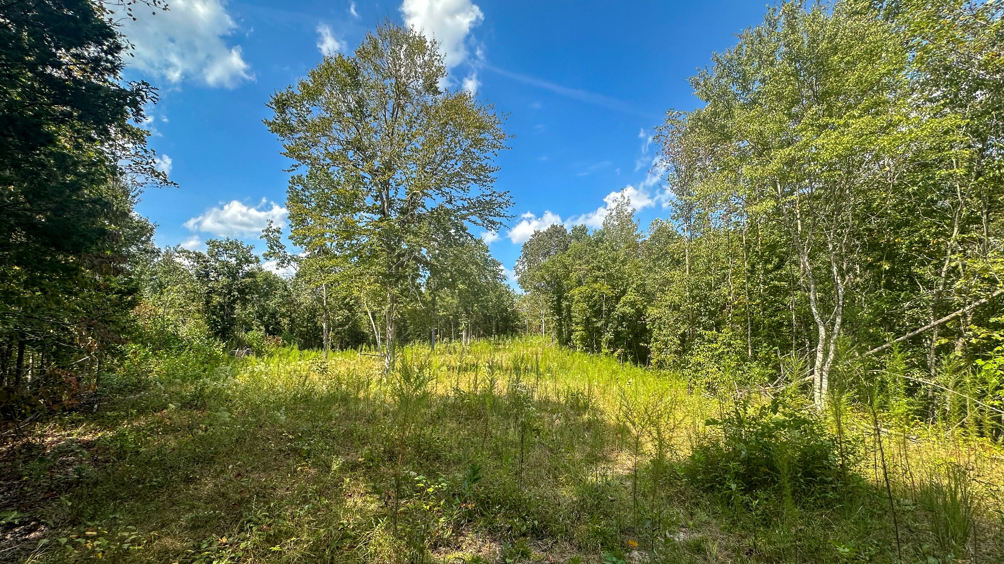 0 Jeanette Holladay Road Parsons, TN 38363 - Photo 18 of 64 a view of yard with green space