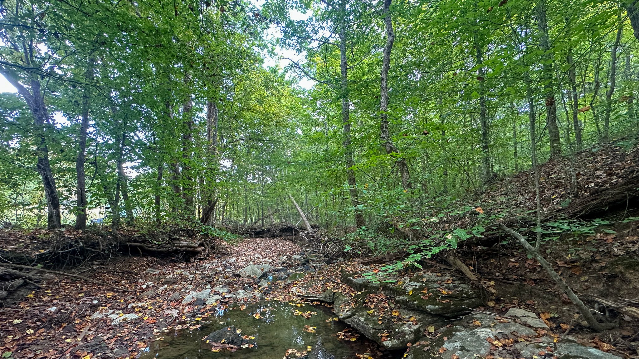 0 Jeanette Holladay Road Parsons, TN 38363 - Photo 23 of 64 a view of a forest with lots of trees