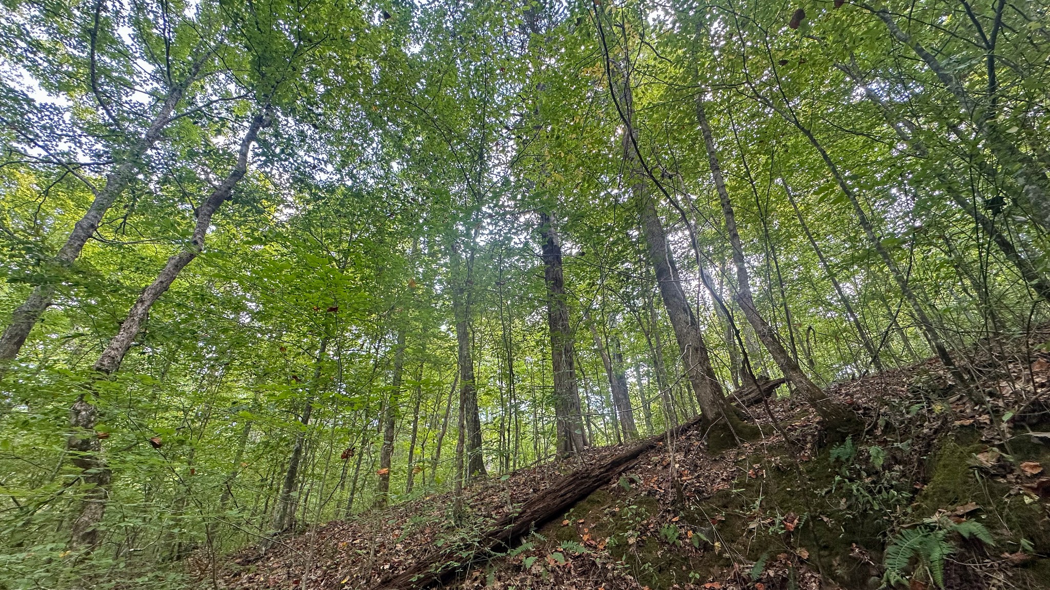 0 Jeanette Holladay Road Parsons, TN 38363 - Photo 24 of 64 a view of forest