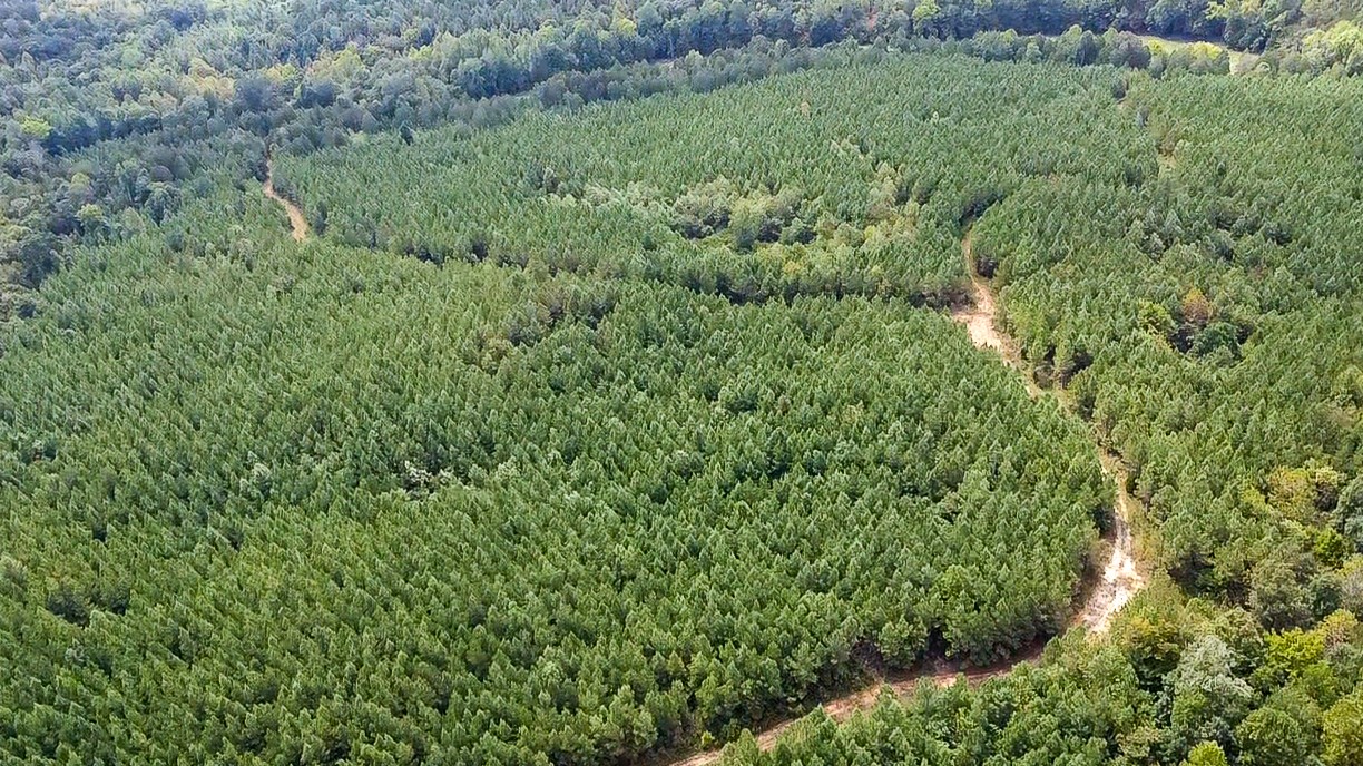 0 Jeanette Holladay Road Parsons, TN 38363 - Photo 37 of 64 a view of a lush green forest with a lush green forest