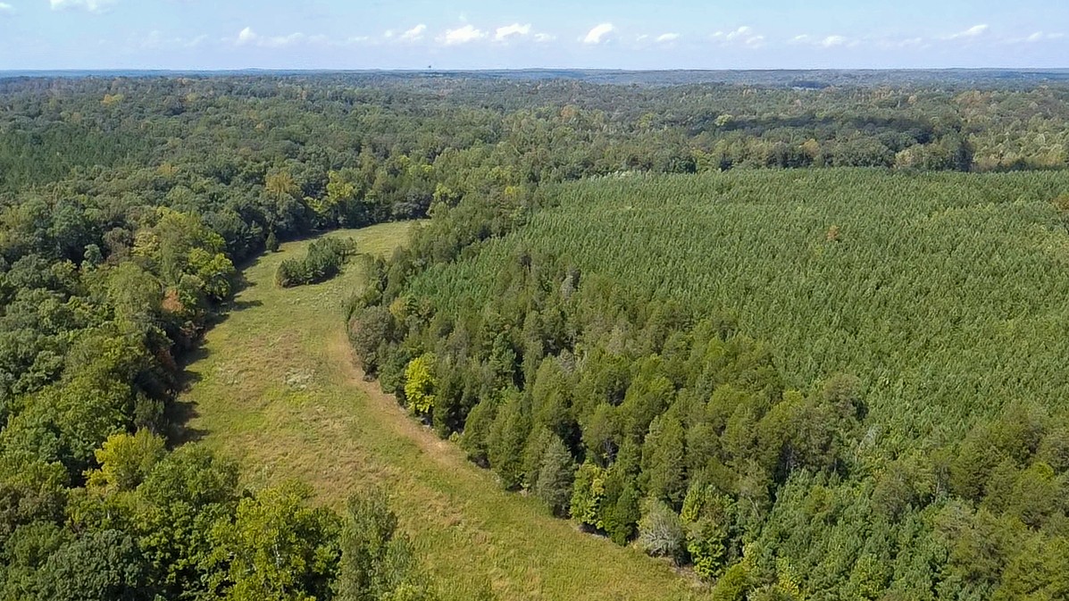 0 Jeanette Holladay Road Parsons, TN 38363 - Photo 40 of 64 a view of a lush green forest with lots of trees