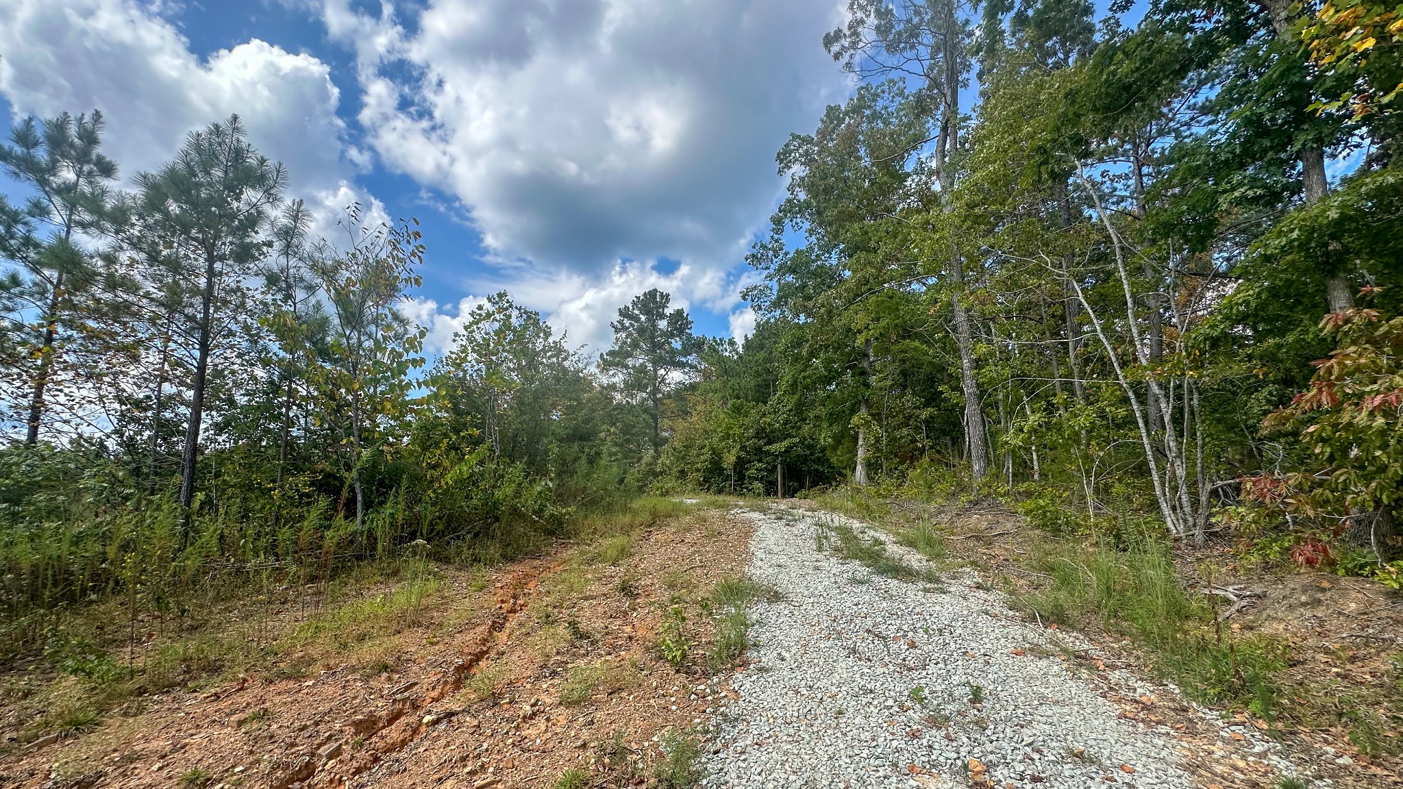 0 Jeanette Holladay Road Parsons, TN 38363 - Photo 4 of 64 a view of a forest with trees in the background