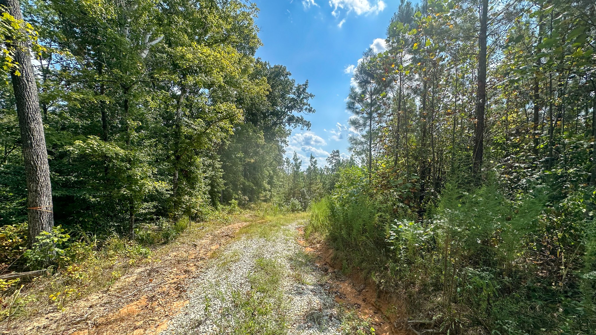 0 Jeanette Holladay Road Parsons, TN 38363 - Photo 5 of 64 a view of a yard with plants and large trees