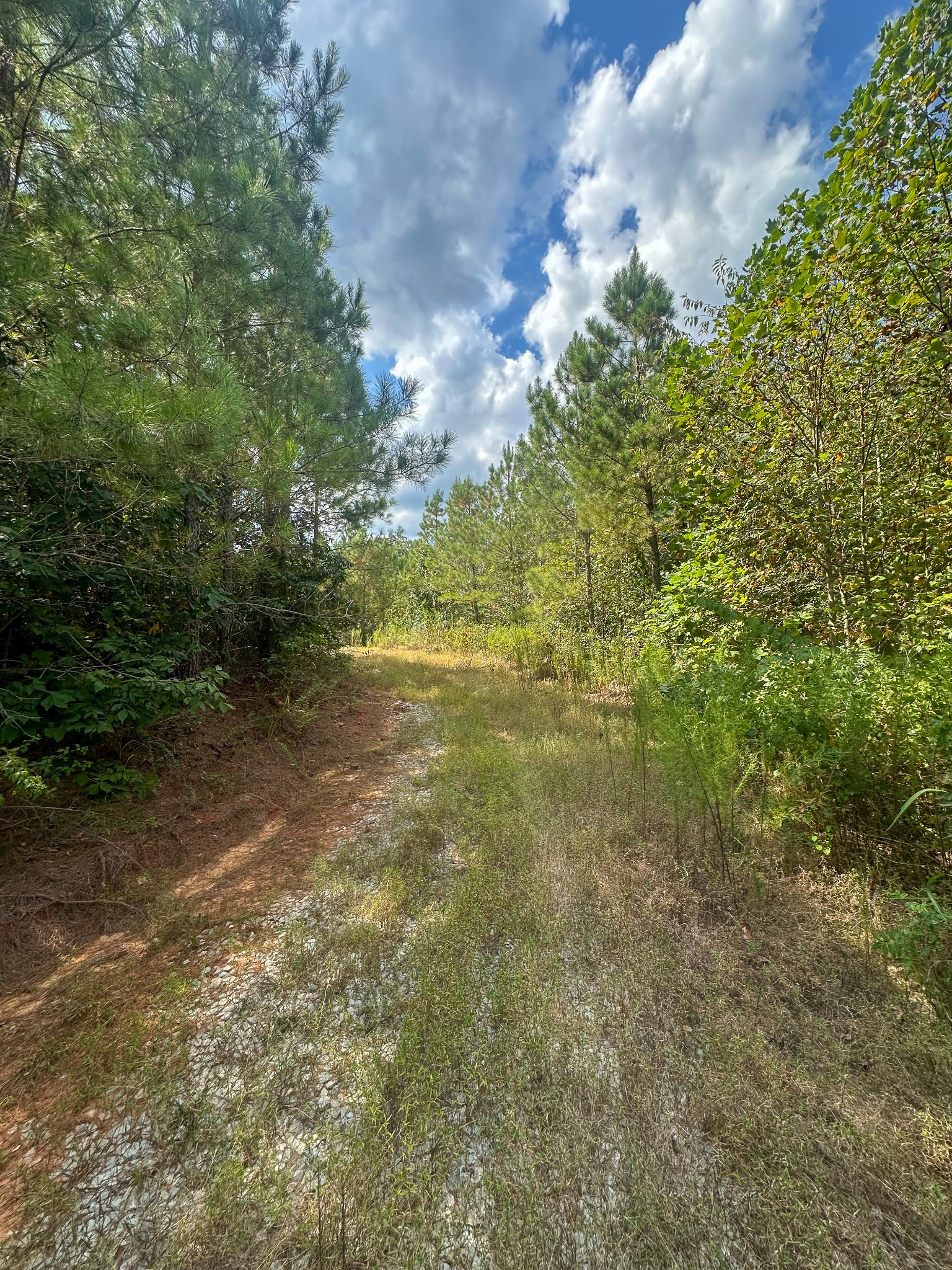 0 Jeanette Holladay Road Parsons, TN 38363 - Photo 52 of 64 a view of a big yard with lots of green space and plants