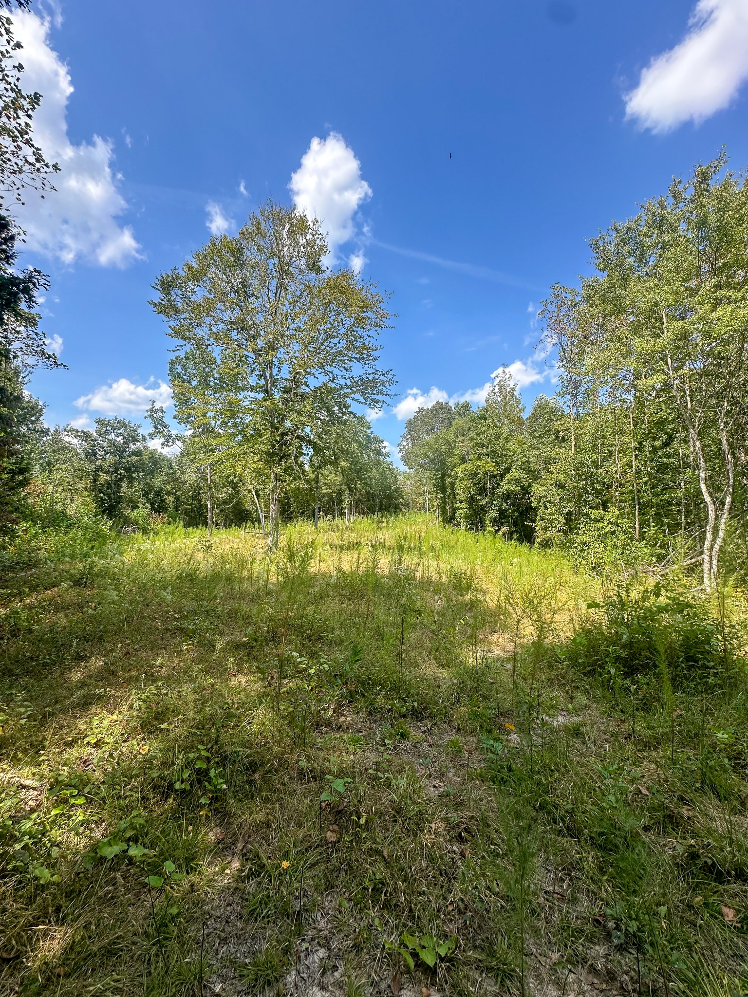 0 Jeanette Holladay Road Parsons, TN 38363 - Photo 56 of 64 a view of a lake with a yard