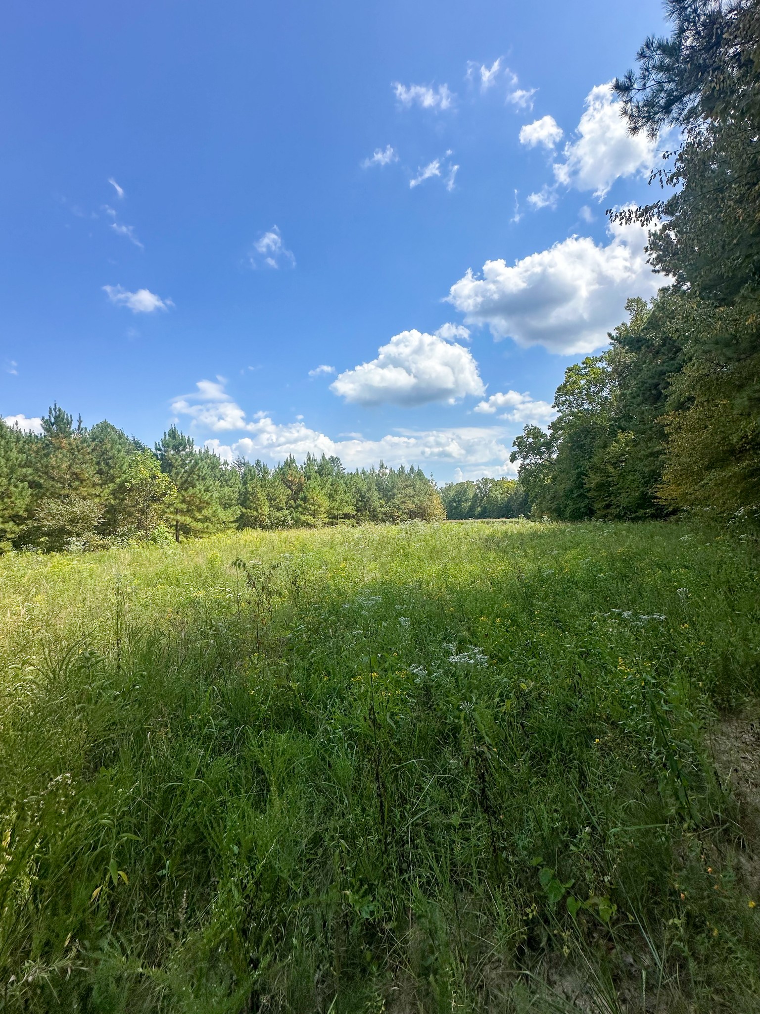 0 Jeanette Holladay Road Parsons, TN 38363 - Photo 58 of 64 a view of a big yard with lots of green space and mountain view