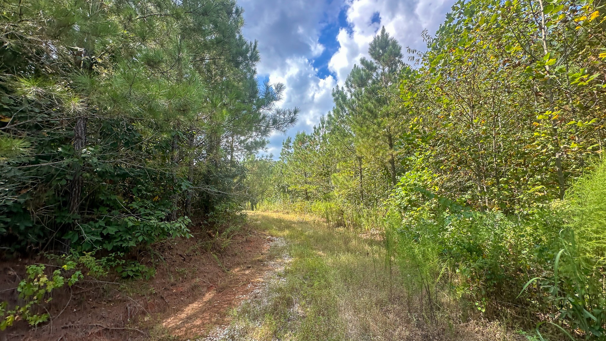 0 Jeanette Holladay Road Parsons, TN 38363 - Photo 6 of 64 a view of a yard with plants and trees