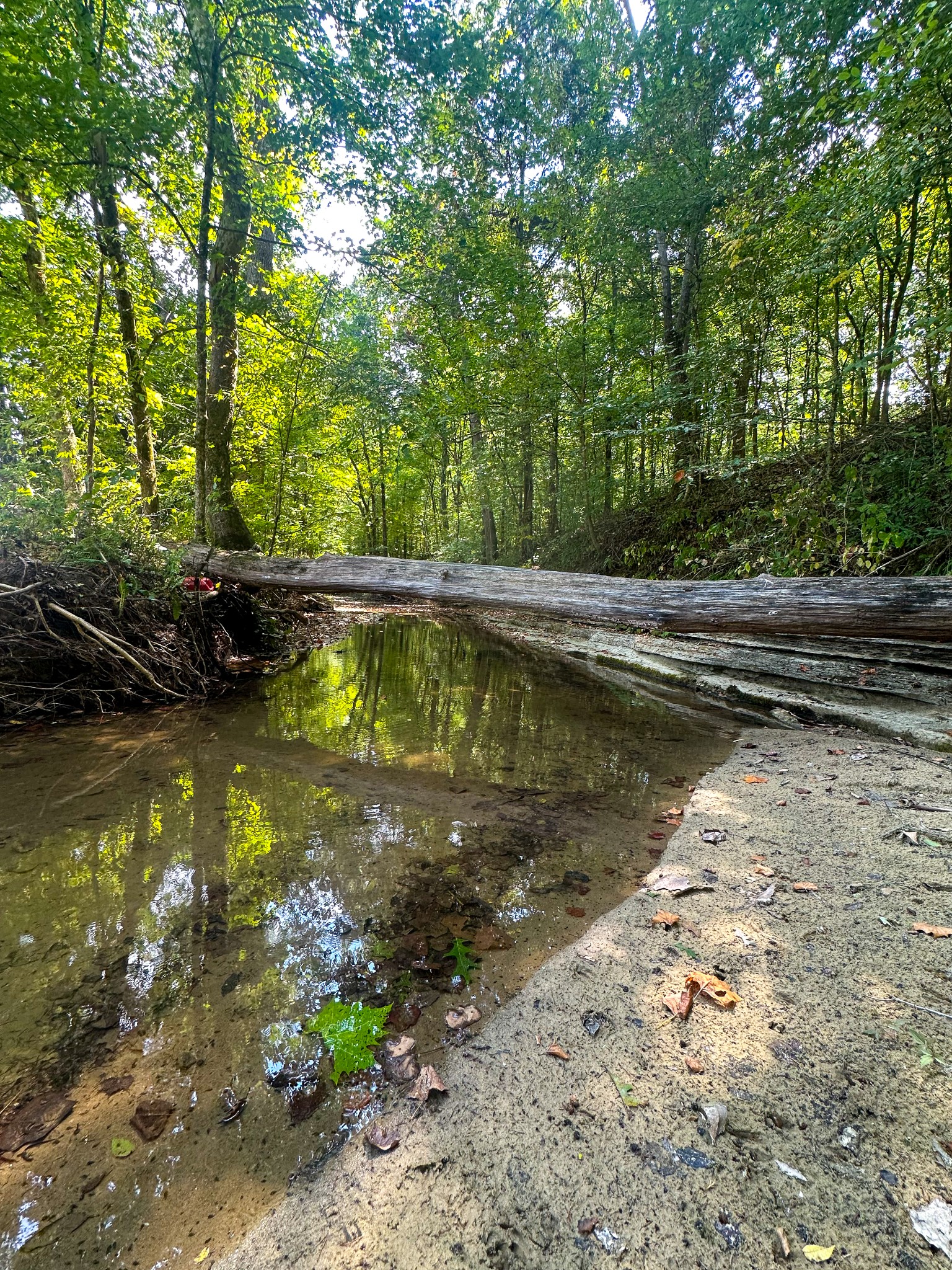 0 Jeanette Holladay Road Parsons, TN 38363 - Photo 61 of 64 a view of swimming pool with a yard