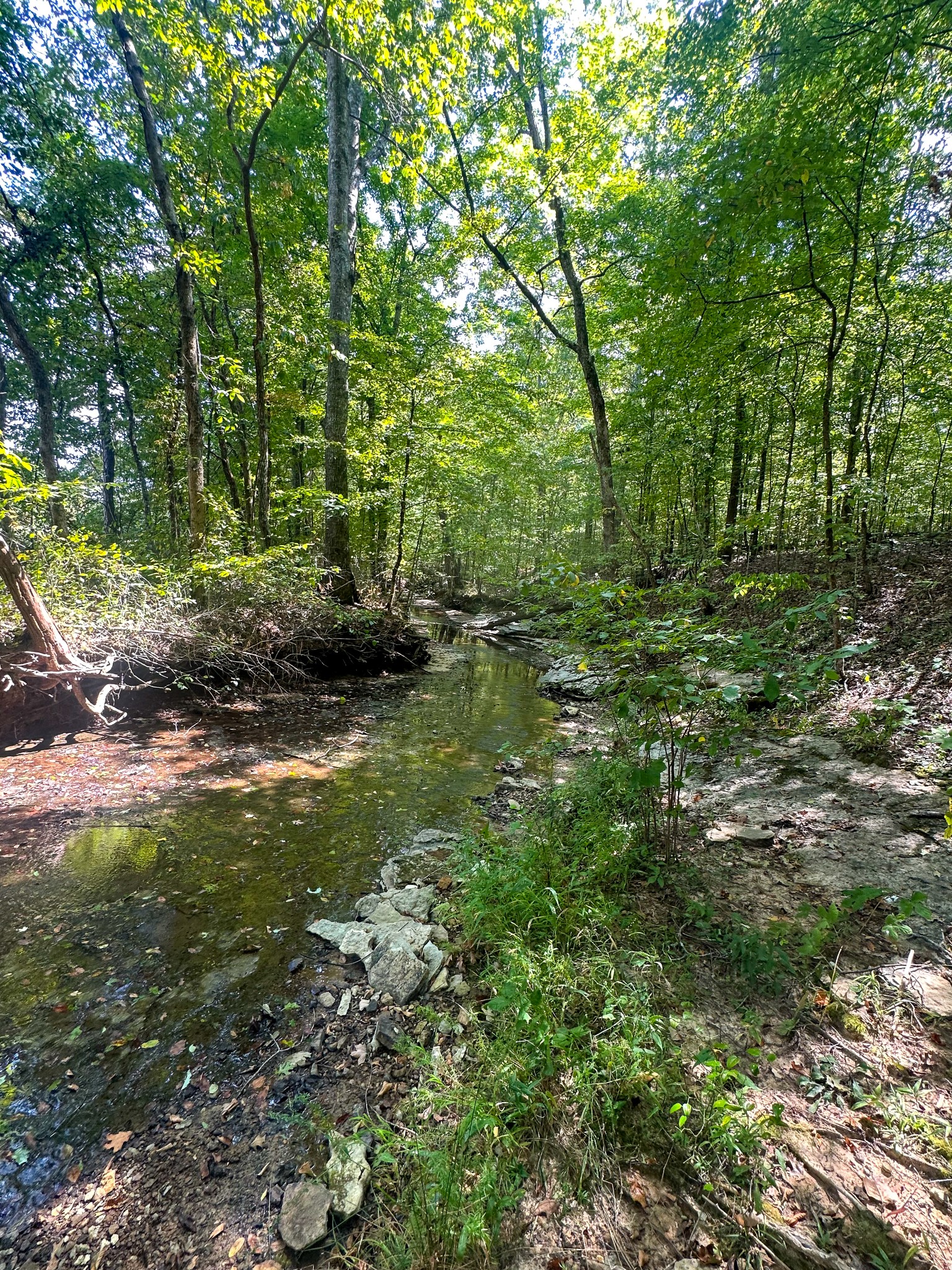 0 Jeanette Holladay Road Parsons, TN 38363 - Photo 62 of 64 a view of a lush green forest