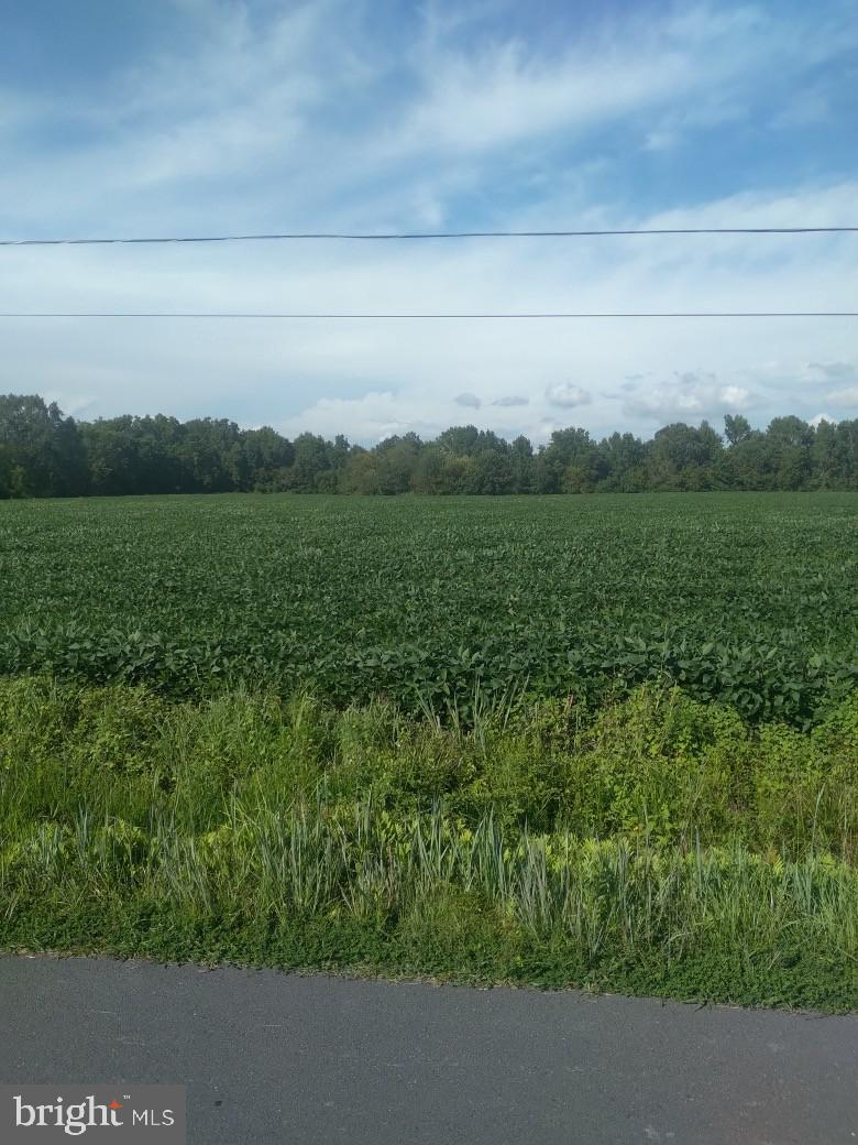 a view of a field with a tree