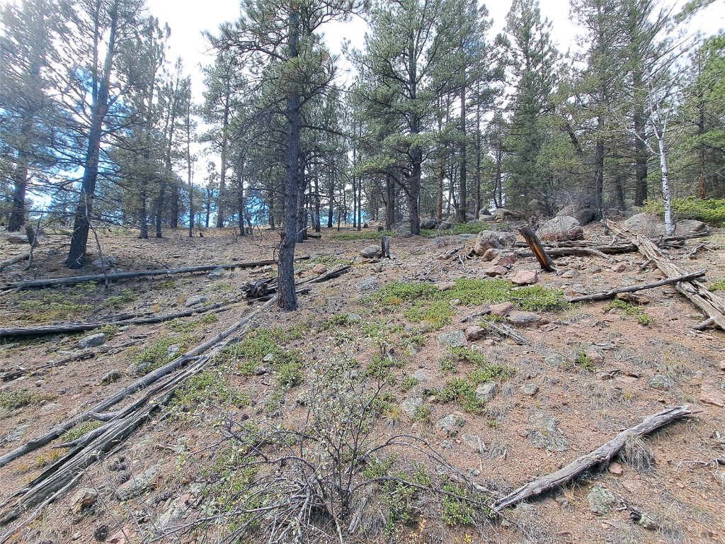 1077 Roland Drive Bailey, CO 80421 - Photo 11 of 17 a view of a forest filled with trees