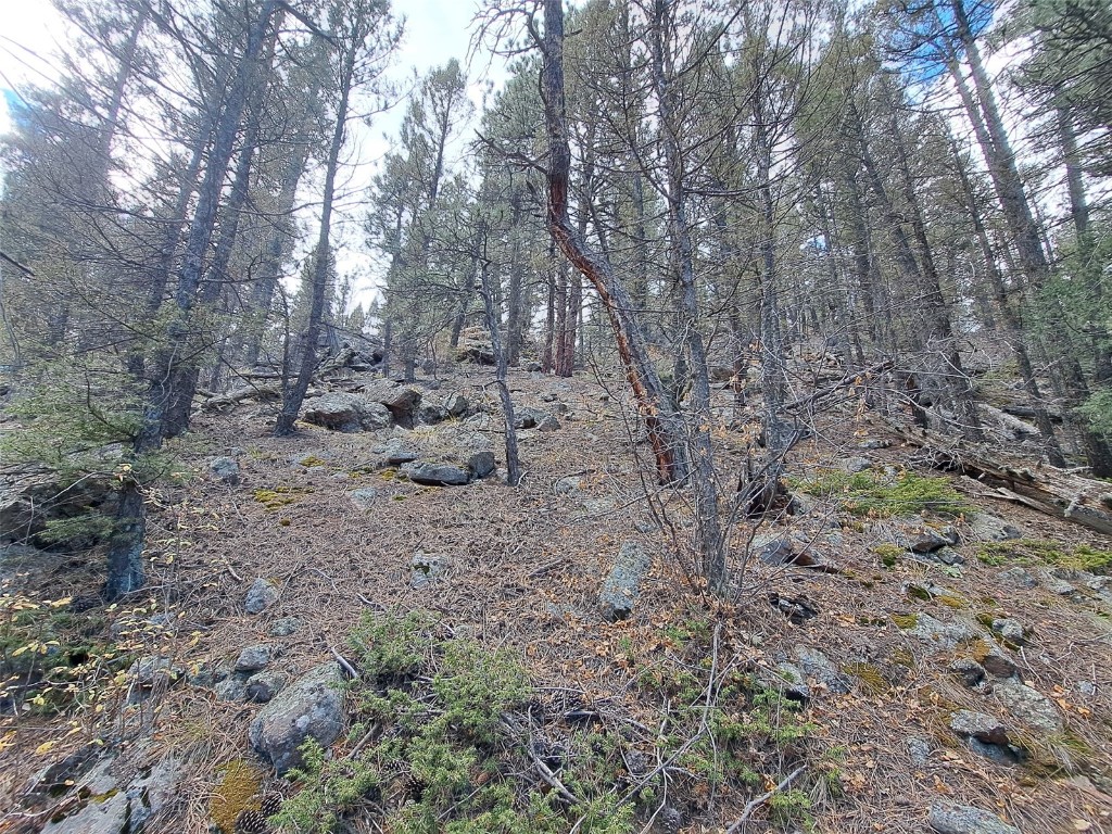 1077 Roland Drive Bailey, CO 80421 - Photo 13 of 17 a backyard of a house with lots of green space